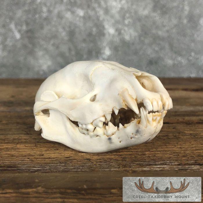 Raccoon Full Skull Taxidermy Mount For Sale