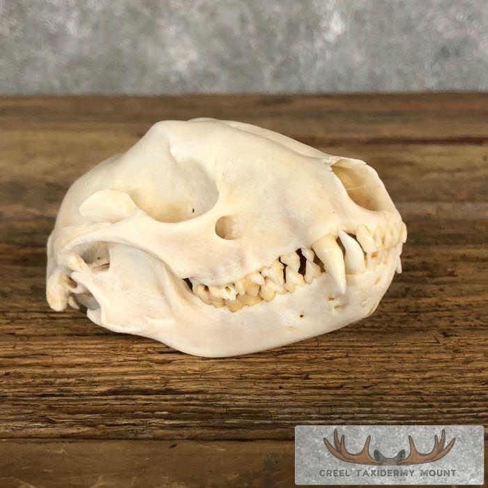 Raccoon Full Skull Taxidermy Mount For Sale