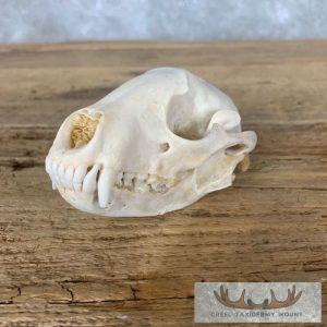 Raccoon Full Skull Taxidermy Mount Taxidermy