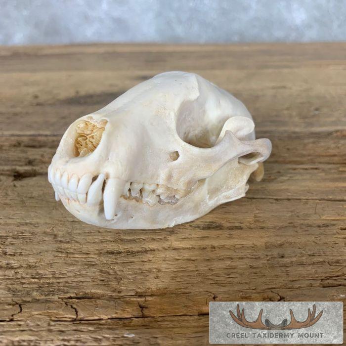Raccoon Full Skull Taxidermy Mount For Sale