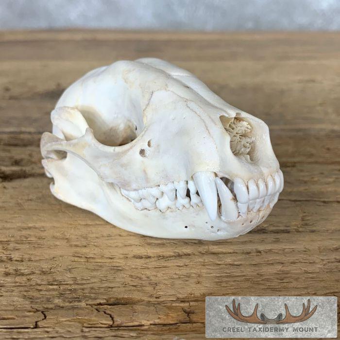 Raccoon Full Skull Taxidermy Mount For Sale