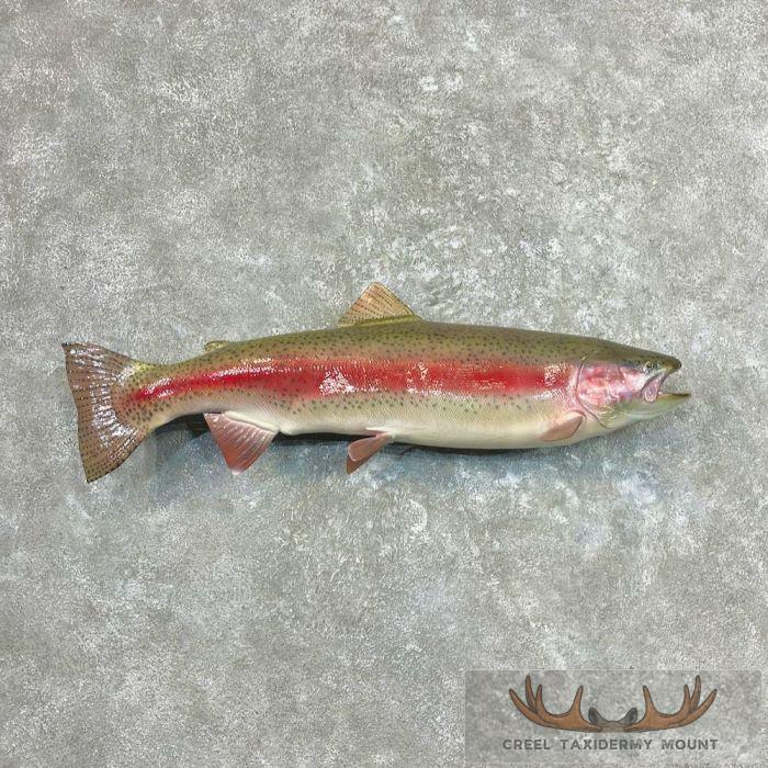32.5" Rainbow Trout Taxidermy Mount For Sale