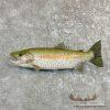 23.75" Rainbow Trout Taxidermy Mount For Sale