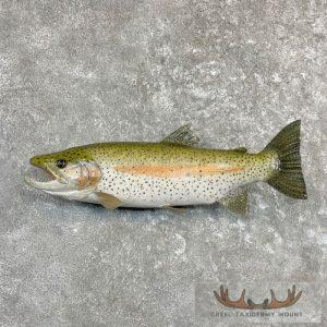 23.75" Rainbow Trout Taxidermy Mount Taxidermy