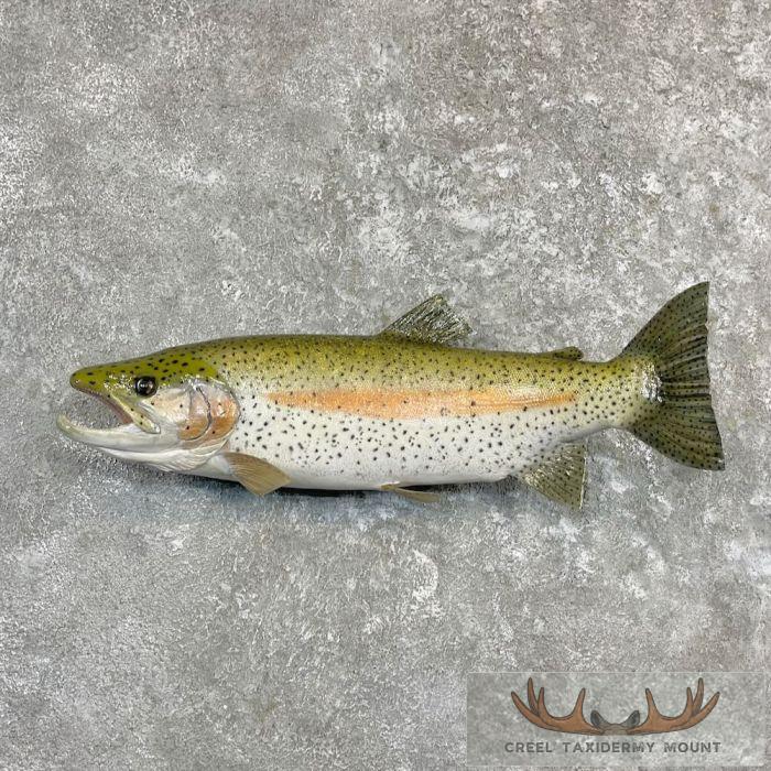 23.75" Rainbow Trout Taxidermy Mount For Sale