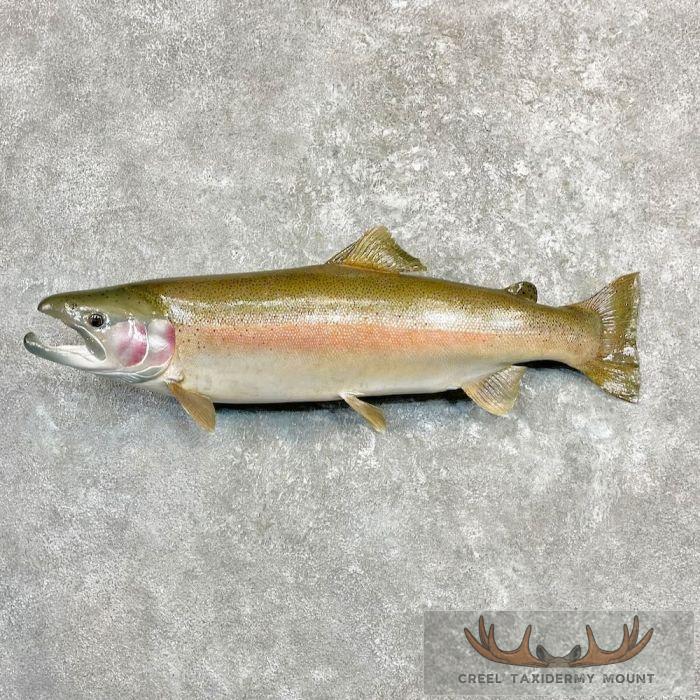 32.5" Rainbow Trout Taxidermy Mount For Sale