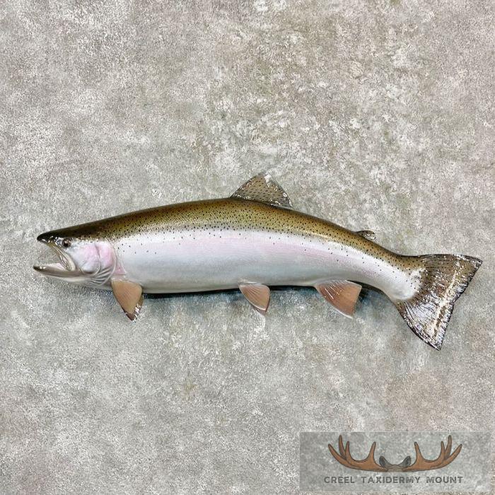 32" Rainbow Trout Taxidermy Mount For Sale