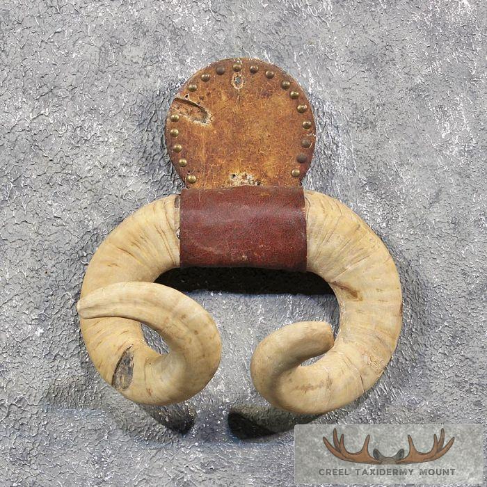 Vintage Ram Horn Plaque