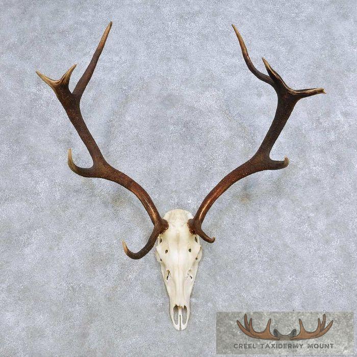 Red Deer Stage Skull & Antler European Mount For Sale