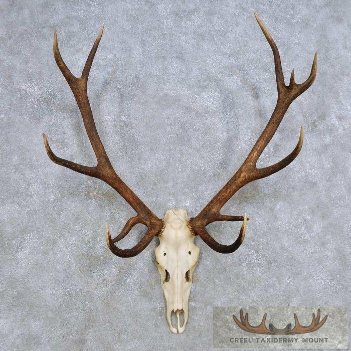 Red Deer Skull & Antler European Mount For Sale