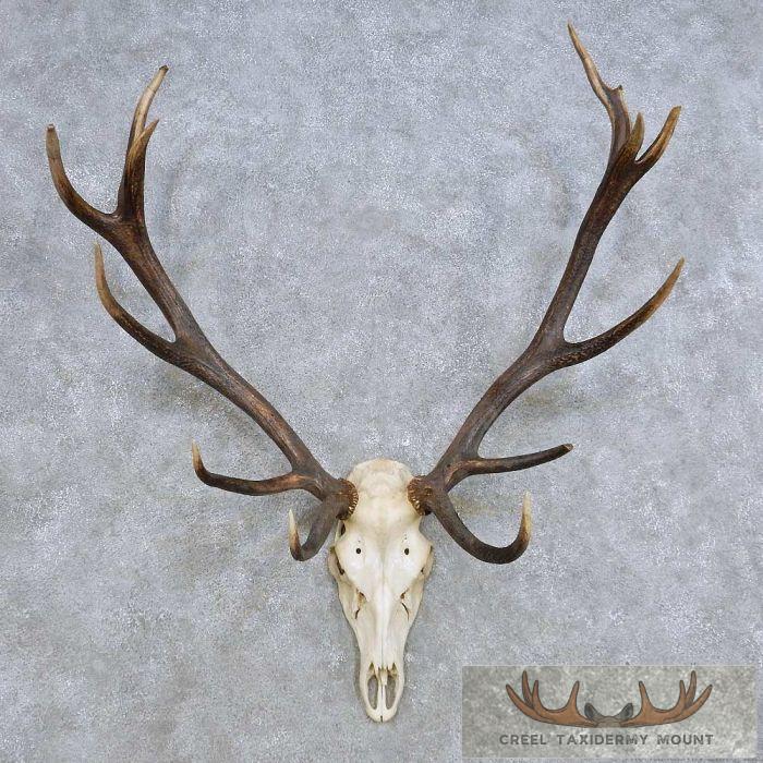 Red Deer Skull & Antler European Mount For Sale