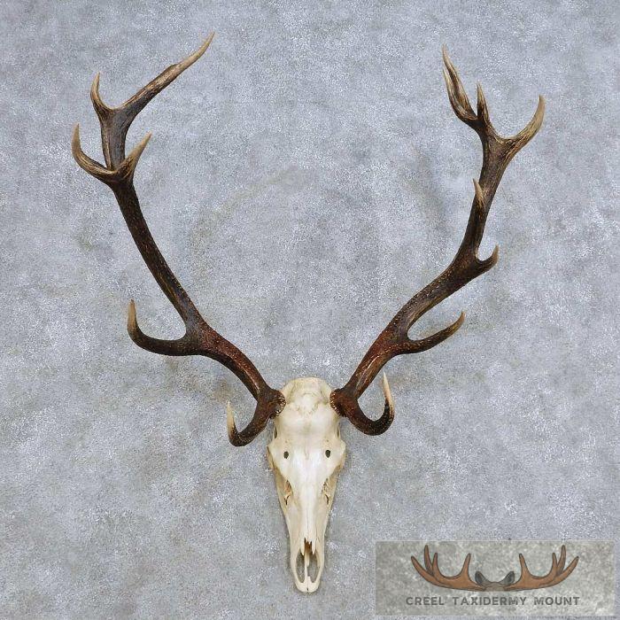 Red Deer Skull & Antler European Mount For Sale