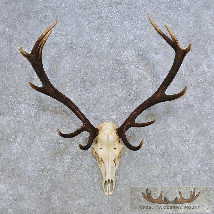 Red Deer Skull & Antler European Mount For Sale
