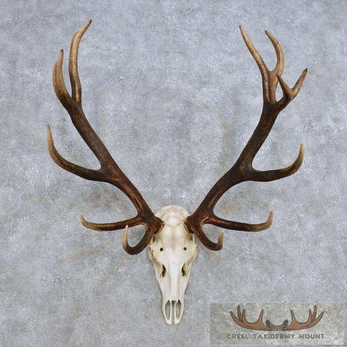 Red Deer Skull & Antler European Mount For Sale