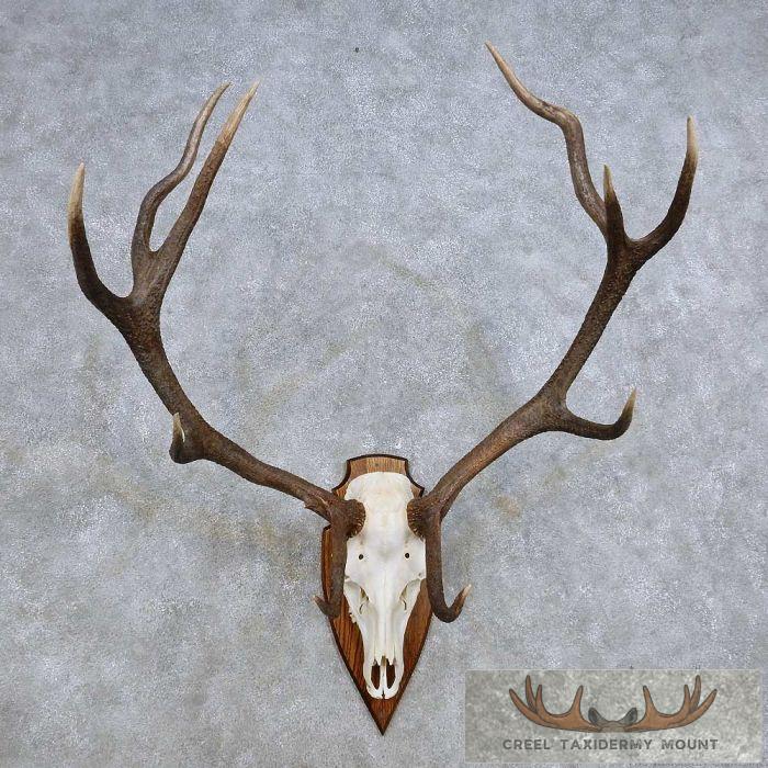 Red Deer Skull & Antler European Mount For Sale
