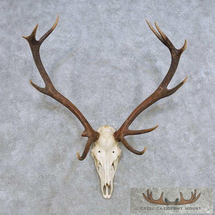 Red Deer Stag Skull & Antler European Mount For Sale