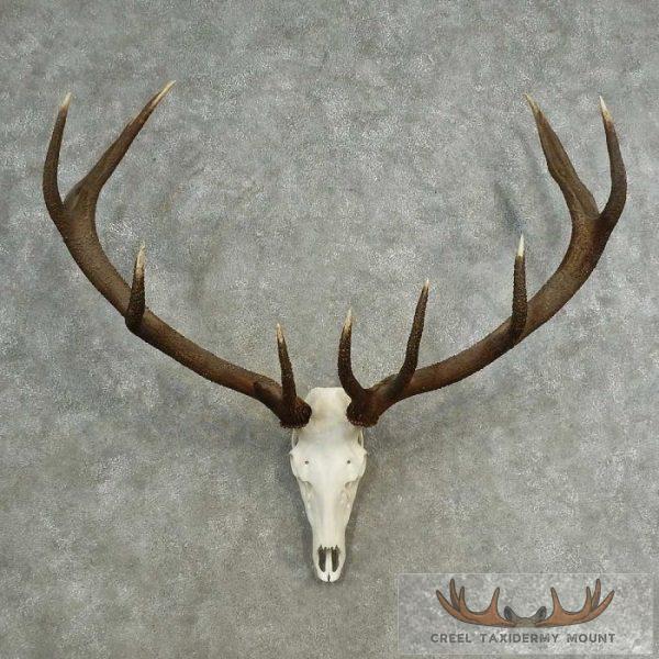 Red Deer Stag Skull European Taxidermy Mount For Sale