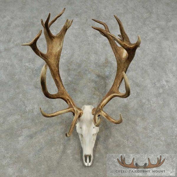 Red Deer Stag Skull European Taxidermy Mount For Sale