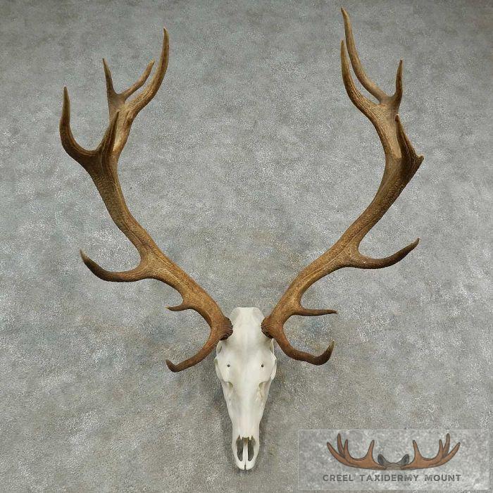 Red Stag Skull Antler European Taxidermy Mount For Sale