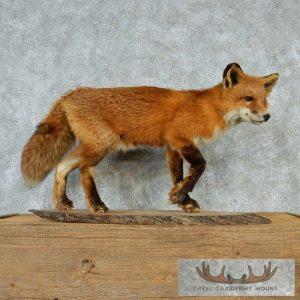 Standing Red Fox Mount