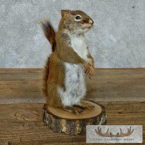 Red Squirrel Taxidermy Mount Taxidermy