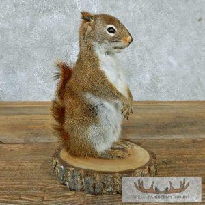 Red Squirrel Taxidermy Mount Taxidermy