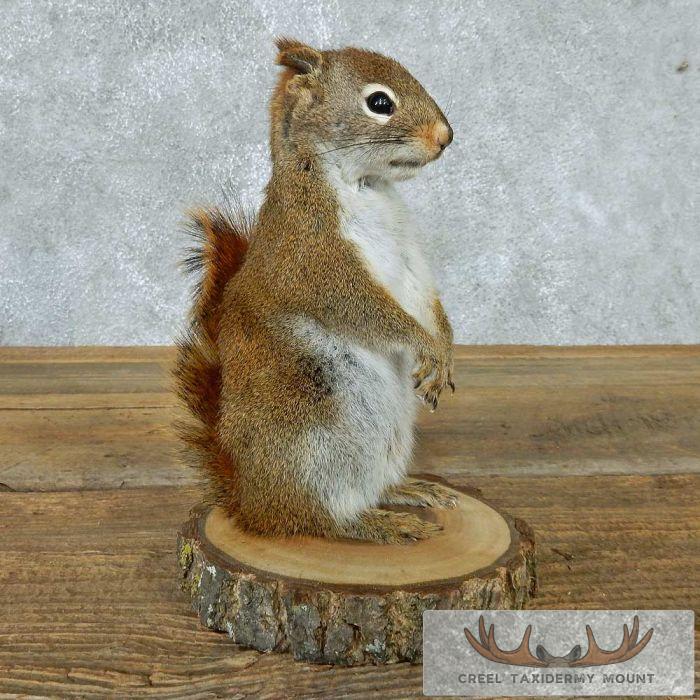 Red Squirrel Taxidermy Mount For Sale