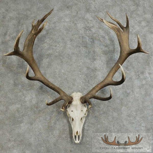 Red Stag Skull Antler European Taxidermy Mount For Sale