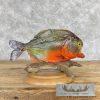 Red Bellied Piranha Taxidermy Fish Mount For Sale