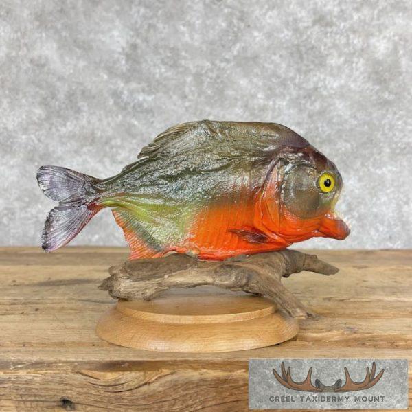 Red Bellied Piranha Taxidermy Fish Mount For Sale