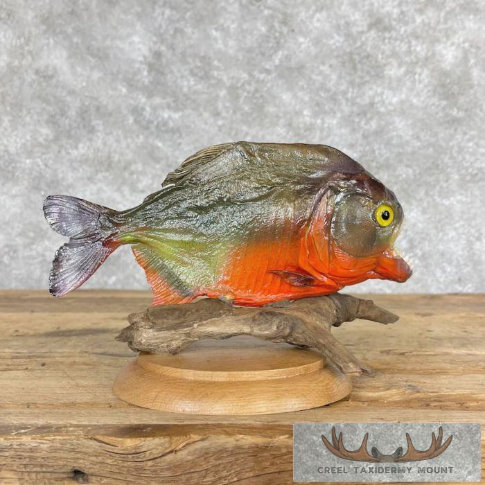 Red Bellied Piranha Taxidermy Fish Mount For Sale