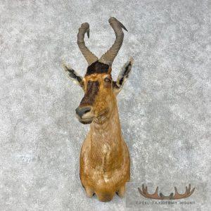 Red Hartebeest Shoulder Taxidermy Mount Taxidermy