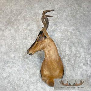 Red Hartebeest Shoulder Taxidermy Mount Taxidermy