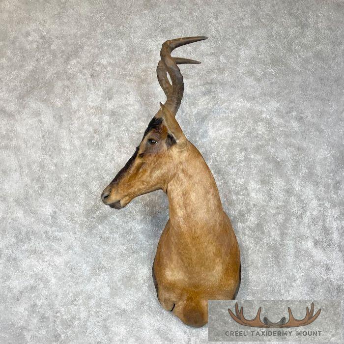 Red Hartebeest Shoulder Taxidermy Mount For Sale
