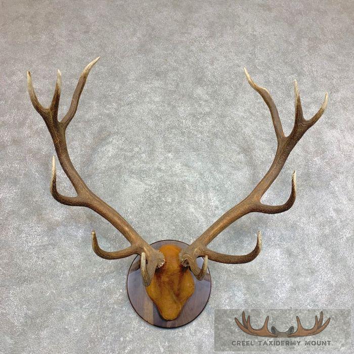 Red Deer Stag Plaque Taxidermy Mount For Sale