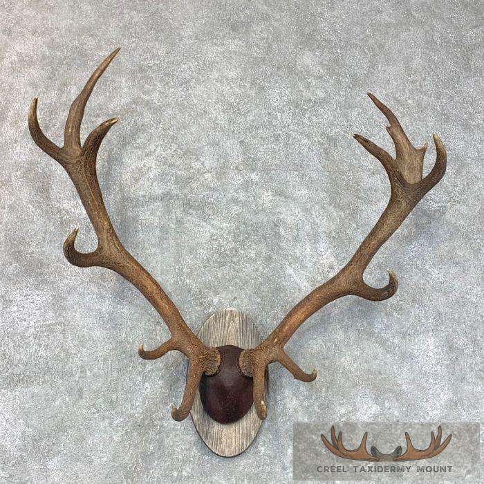 Red Deer Stag Plaque Taxidermy Mount For Sale