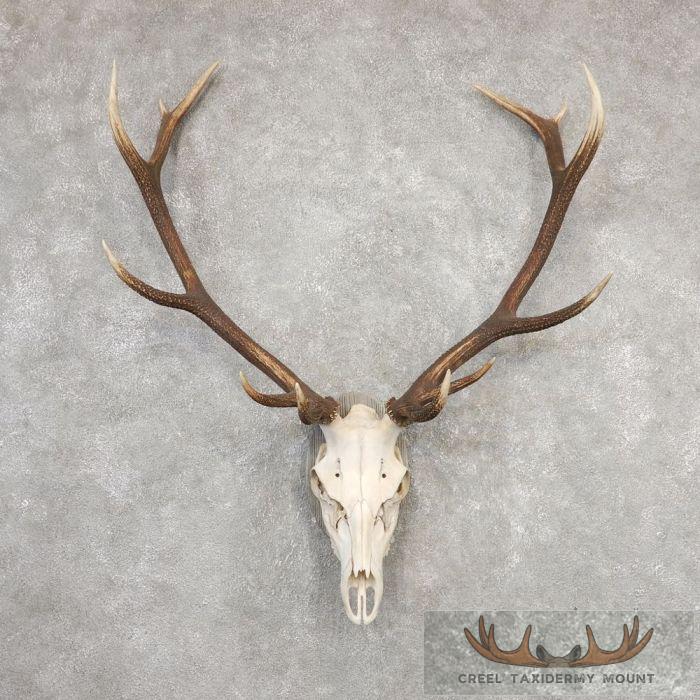 Red Deer Stag Skull Antler European Taxidermy Mount For Sale