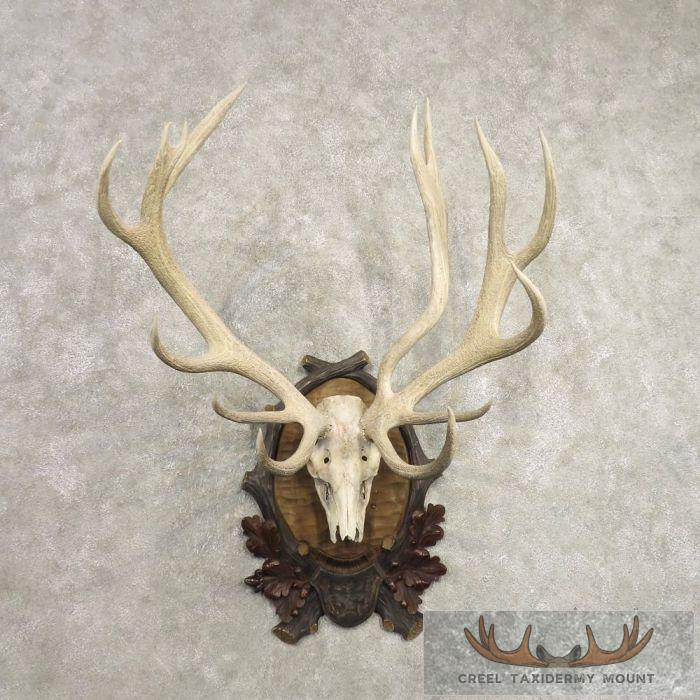 Red Deer Stag Skull Antler European Taxidermy Mount For Sale