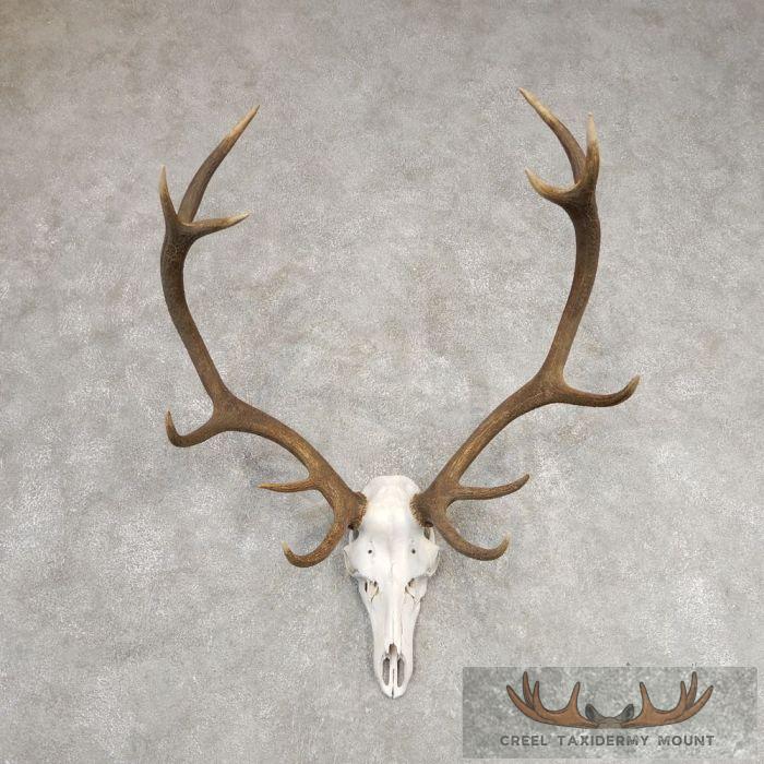 Red Deer Stag Skull Antler European Taxidermy Mount For Sale