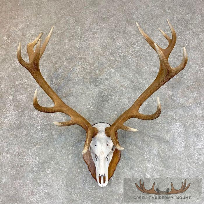 Red Deer Stag Skull Antler European Taxidermy Mount For Sale