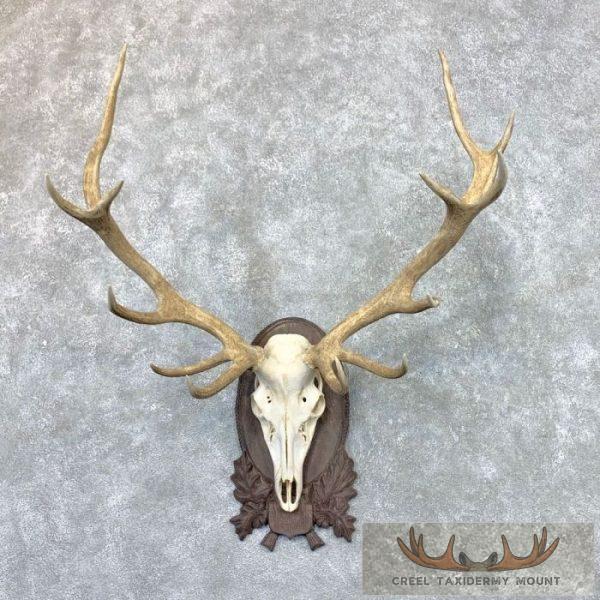 Red Deer Stag Skull Antler European Taxidermy Mount For Sale