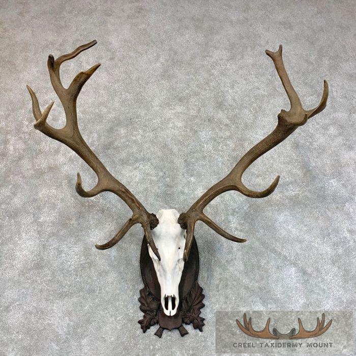 Red Deer Stag Skull Antler European Taxidermy Mount For Sale