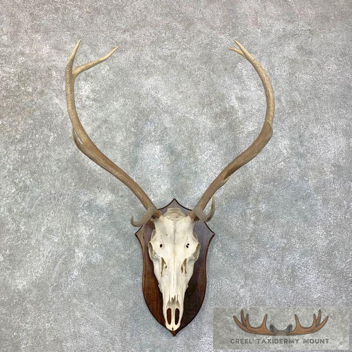 Red Deer Stag Skull Antler European Taxidermy Mount For Sale