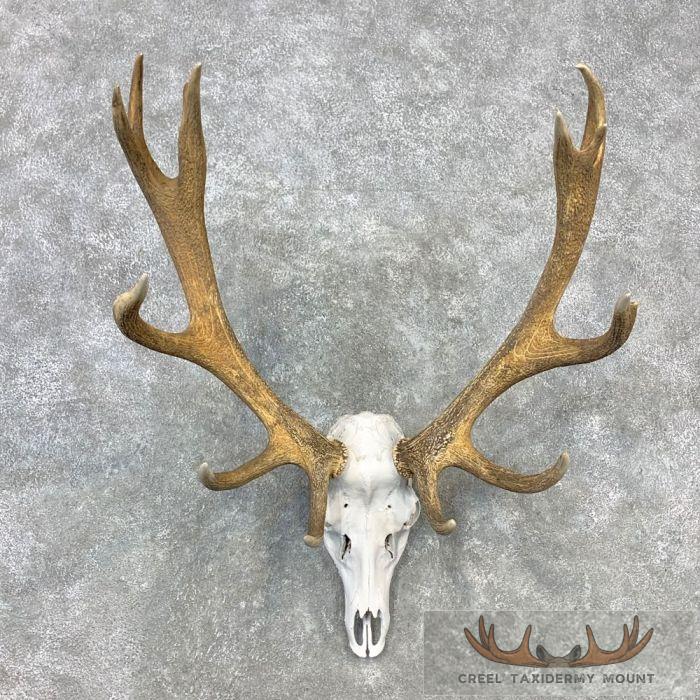 Red Deer Stag Skull European Taxidermy Mount For Sale
