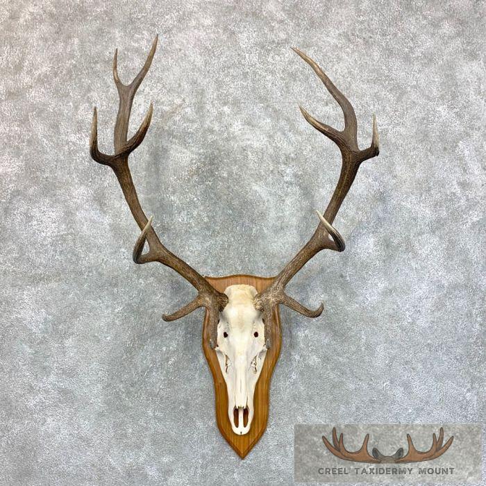 Red Deer Stag Skull European Plaque Taxidermy Mount For Sale