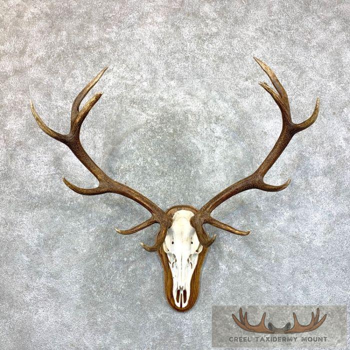 Red Deer Stag Skull European Plaque Taxidermy Mount For Sale