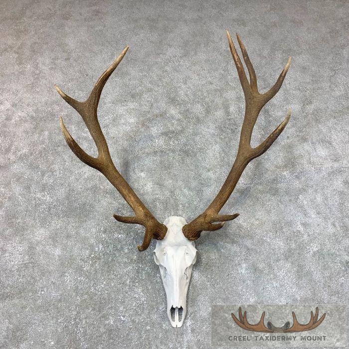 Red Deer Stag Skull European Taxidermy Mount For Sale