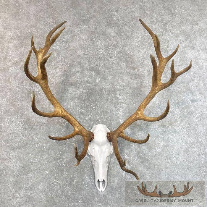 Red Deer Stag Skull European Taxidermy Mount For Sale