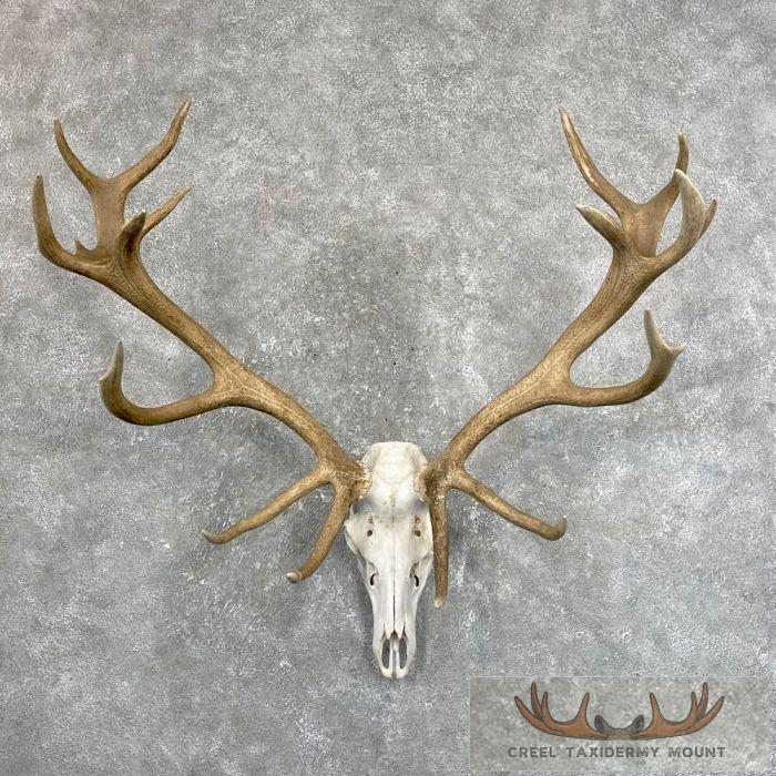 Red Deer Stag Skull European Taxidermy Mount For Sale