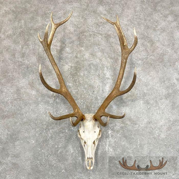 Red Deer Stag Skull European Taxidermy Mount For Sale